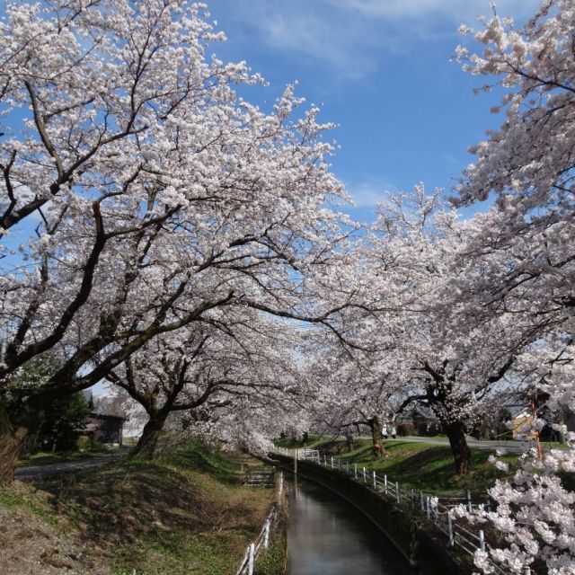 新江の桜並木