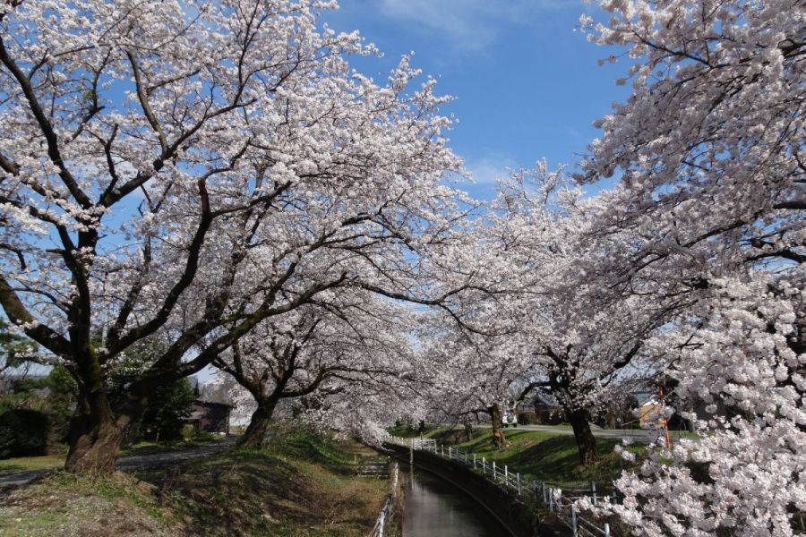 新江の桜並木