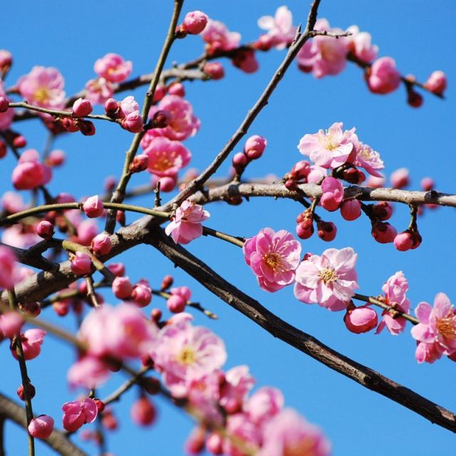 第27回田上うめまつり