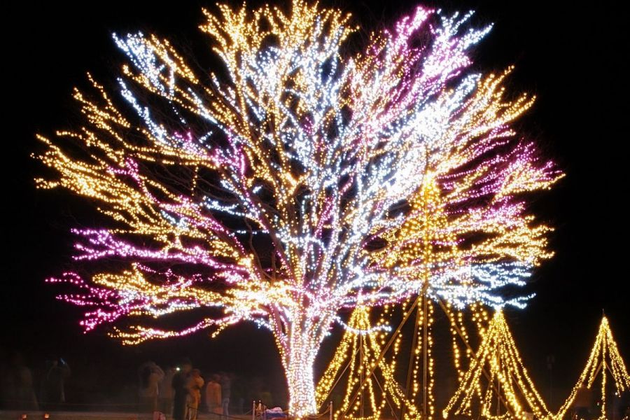 国営越後丘陵公園「Xmasイルミネーション」