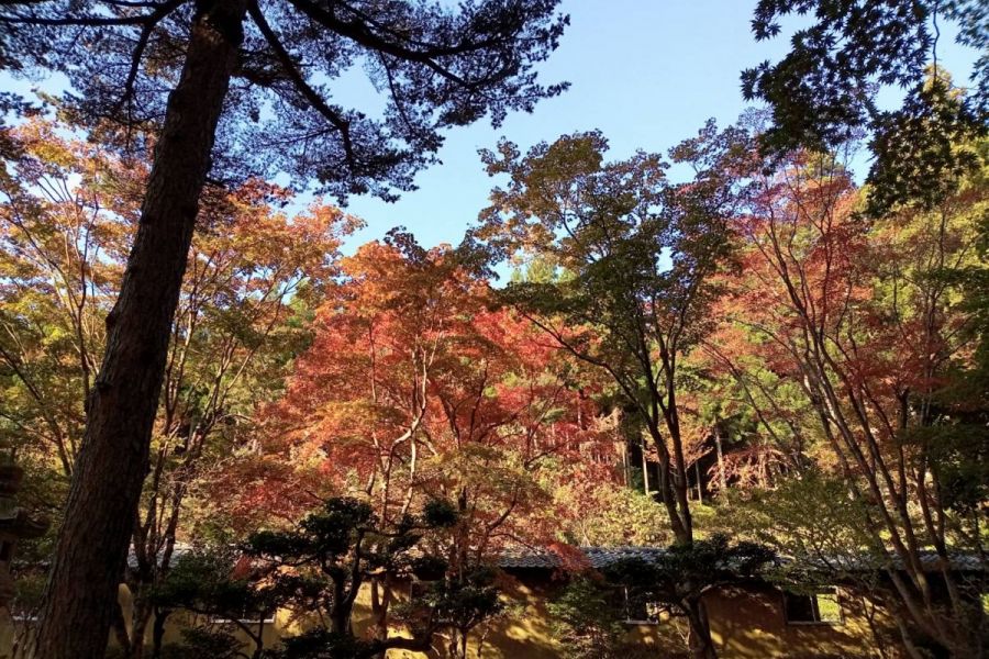 日蓮宗本山村田  法王山 妙法寺
