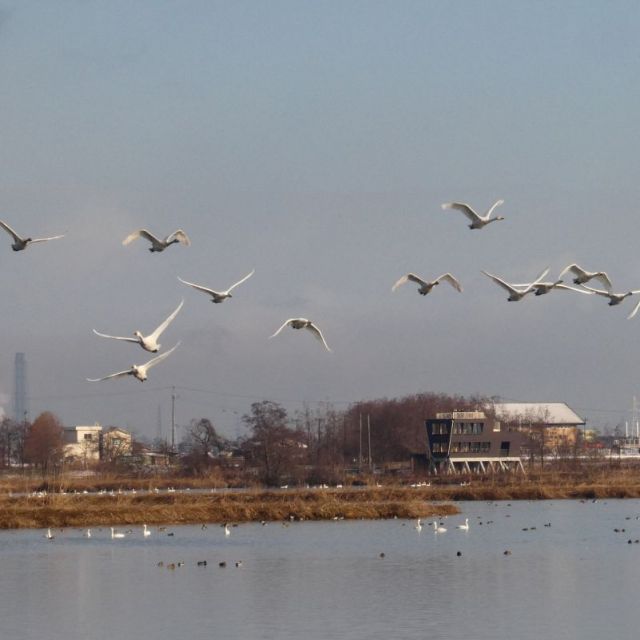 福島潟＆瓢湖 早朝の白鳥観賞エコツアー＜がたバスツアー＞