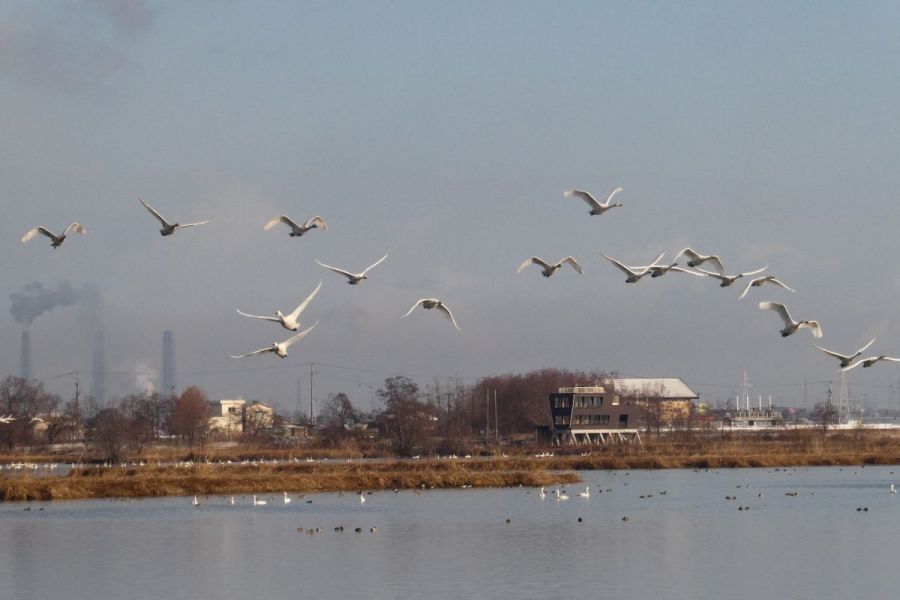 福島潟＆瓢湖 早朝の白鳥観賞エコツアー＜がたバスツアー＞