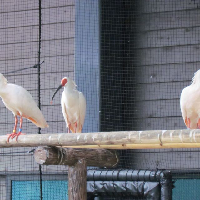 長岡市トキと自然の学習館　トキみ～て