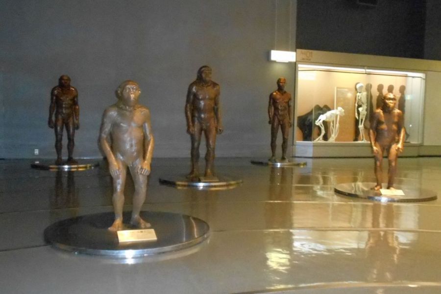 Aゾーン 人類の進化　　「人類の系統」