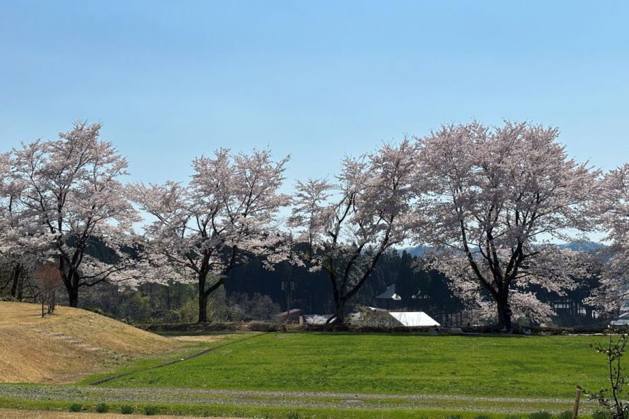 春は桜が観られます。