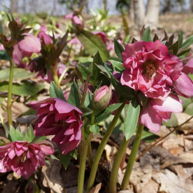 国営越後丘陵公園「クリスマスローズフェスタ」