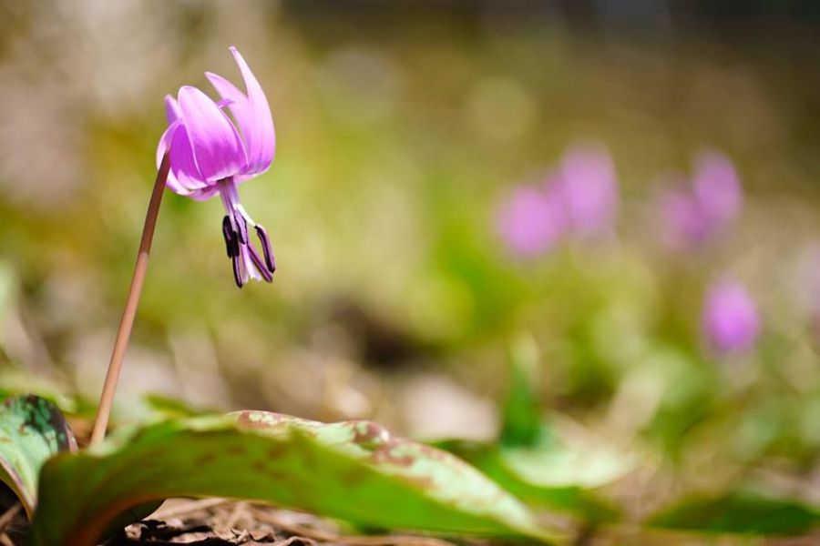 湯沢中里カタクリの里