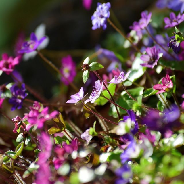 えちご雪割草街道スタンプラリー2026