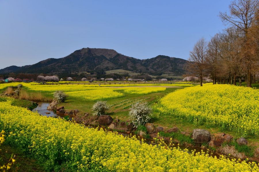 菜の花畑の向こうにそびえたつ角田山