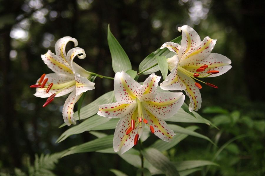 「花の山」ではヤマユリも見られます。