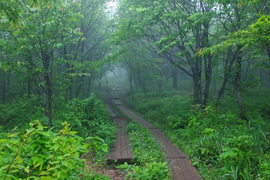 整備された山道、登山も楽しめます。