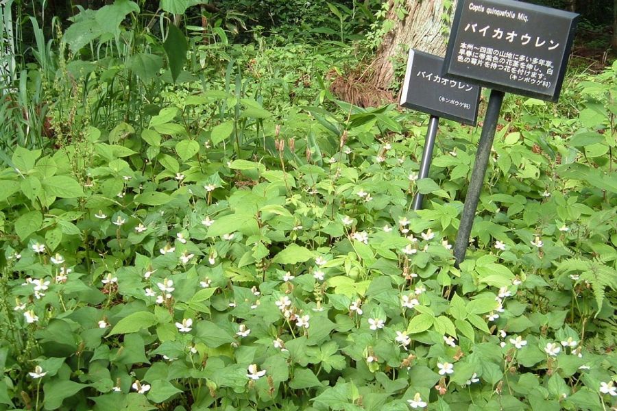 阿賀野市五頭薬用植物園