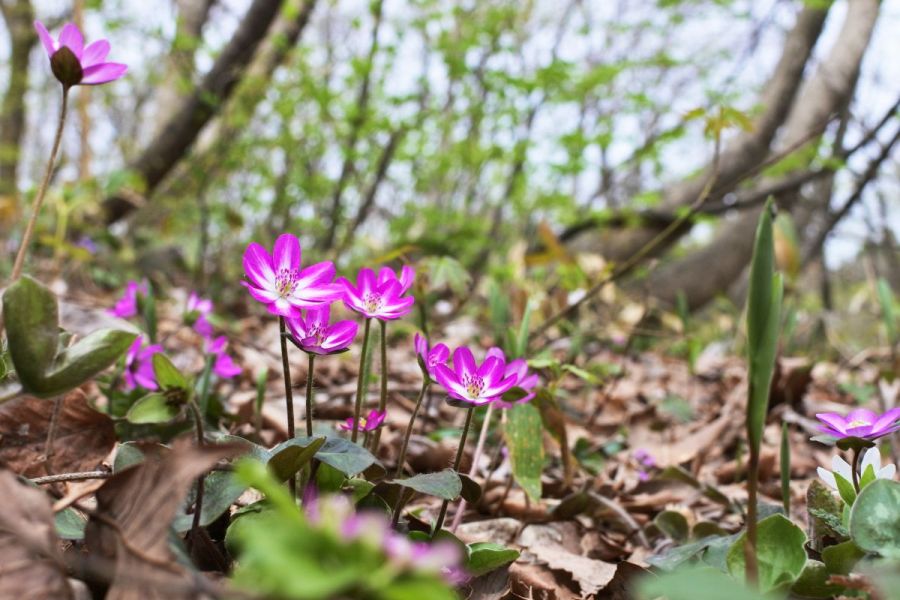 えちご雪割草街道　日帰りバスツアー2026【Cコース】【Dコース】