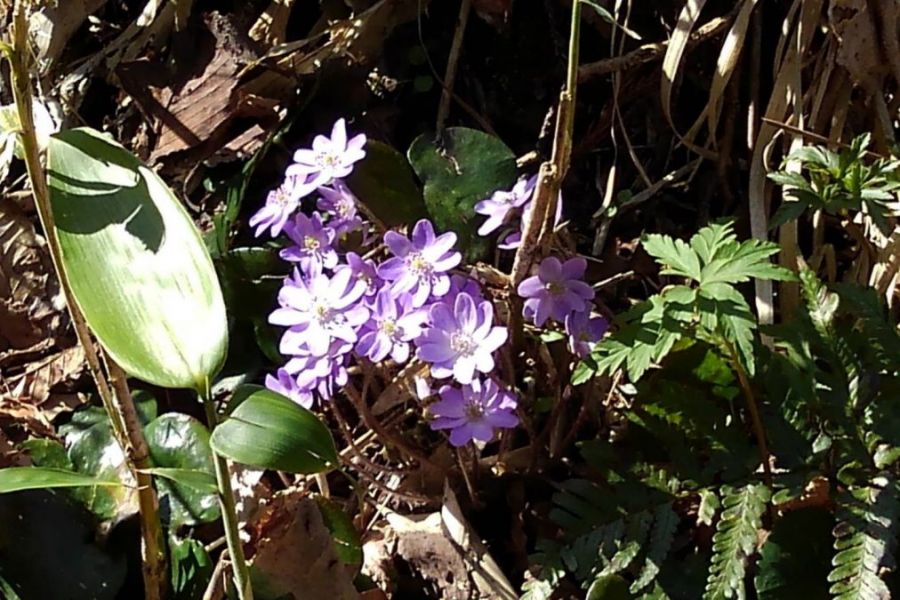 日蓮宗本山村田  法王山 妙法寺