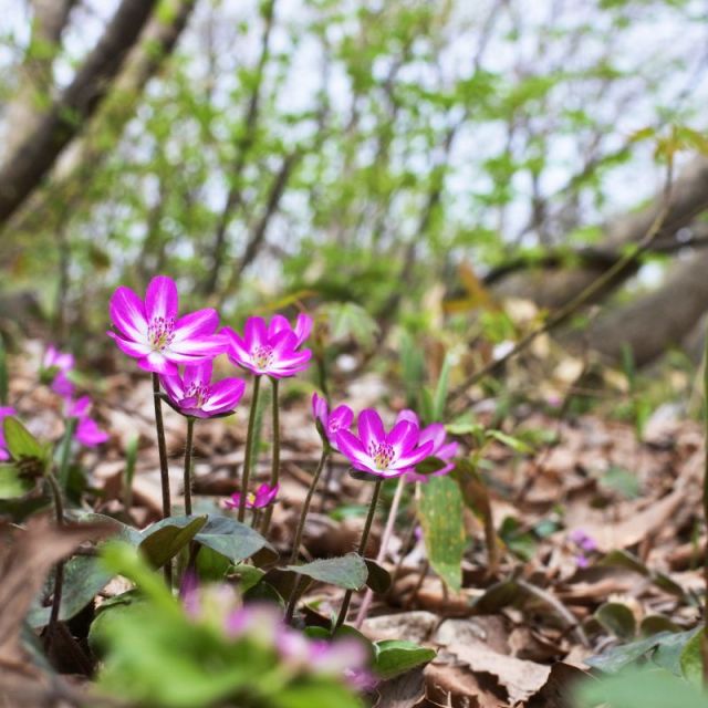 えちご雪割草街道　日帰りバスツアー2026【Cコース】【Dコース】