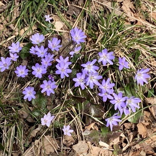 えちご雪割草街道　日帰りバスツアー2026【Aコース】【Bコース】