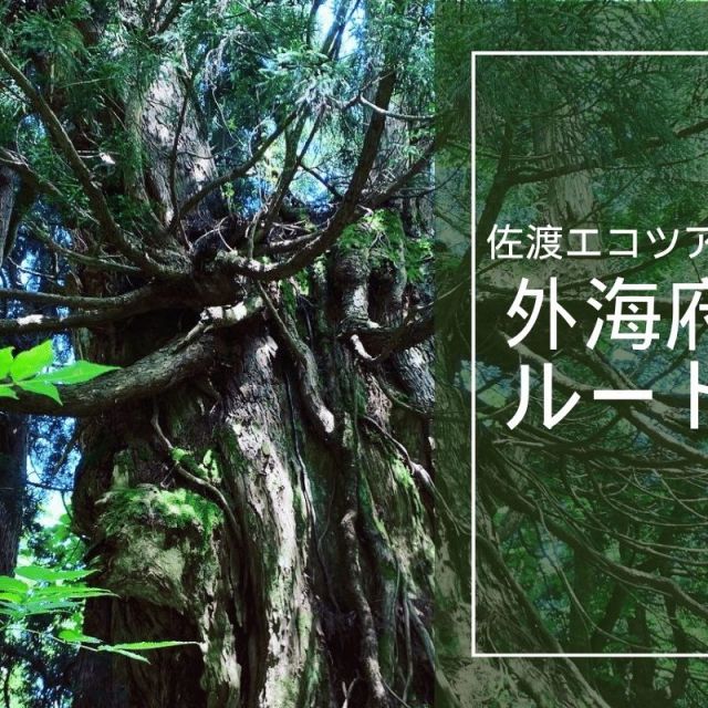 原生林トレッキング～外海府ルート～