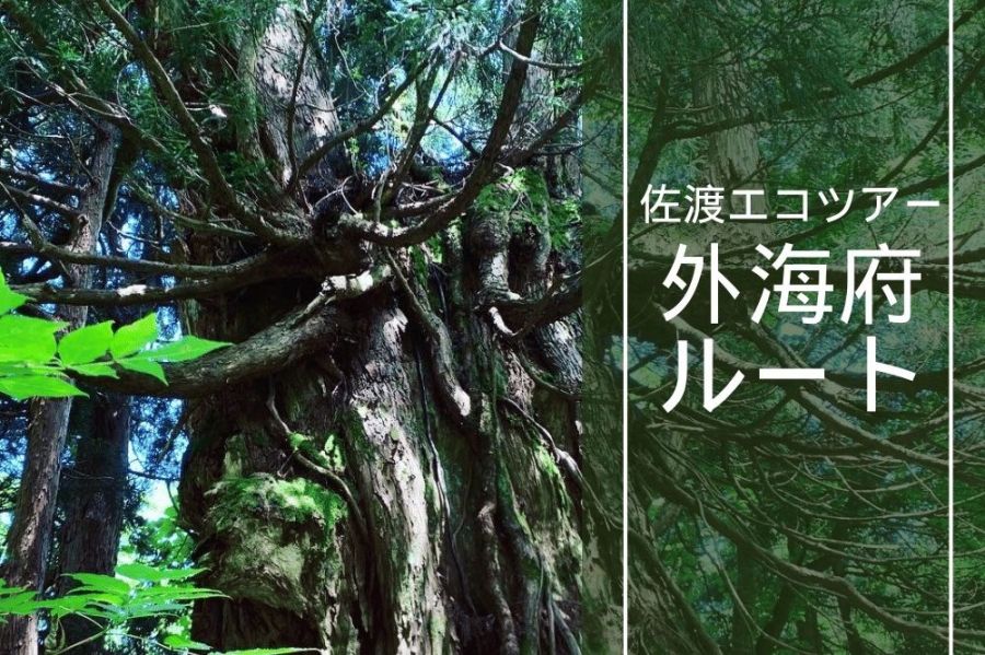 原生林トレッキング～外海府ルート～