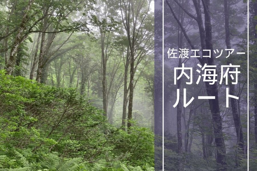 原生林トレッキング～内海府ルート～