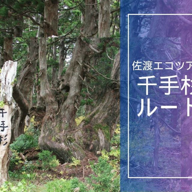 神秘の大自然！原生林と杉巨木群トレッキング～千手杉ルート～