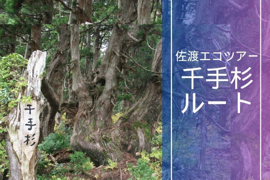 神秘の大自然！原生林と杉巨木群トレッキング～千手杉ルート～