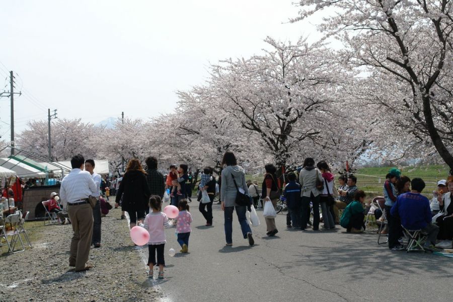 21年度開催中止 阿賀野市桜まつり 新潟のイベント 公式 新潟県のおすすめ観光 旅行情報 にいがた観光ナビ