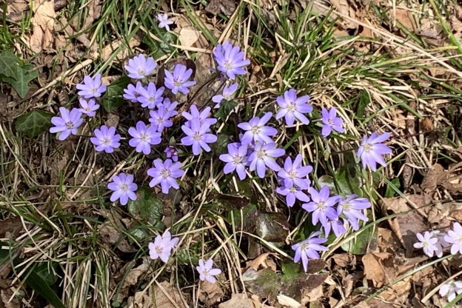 えちご雪割草街道　日帰りバスツアー2026【Aコース】【Bコース】