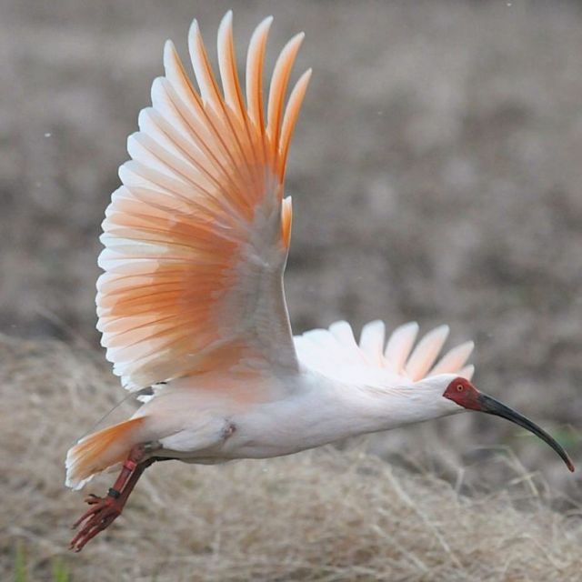 トキガイド手配依頼フォーム