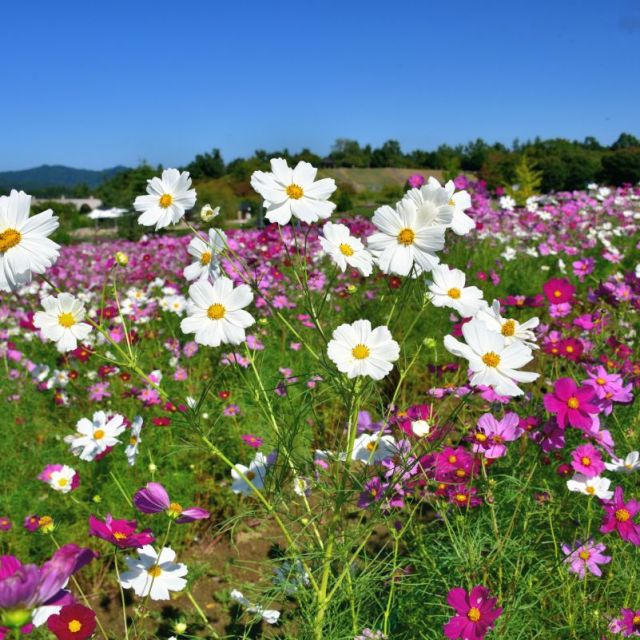 国営越後丘陵公園「コスモスまつり｣