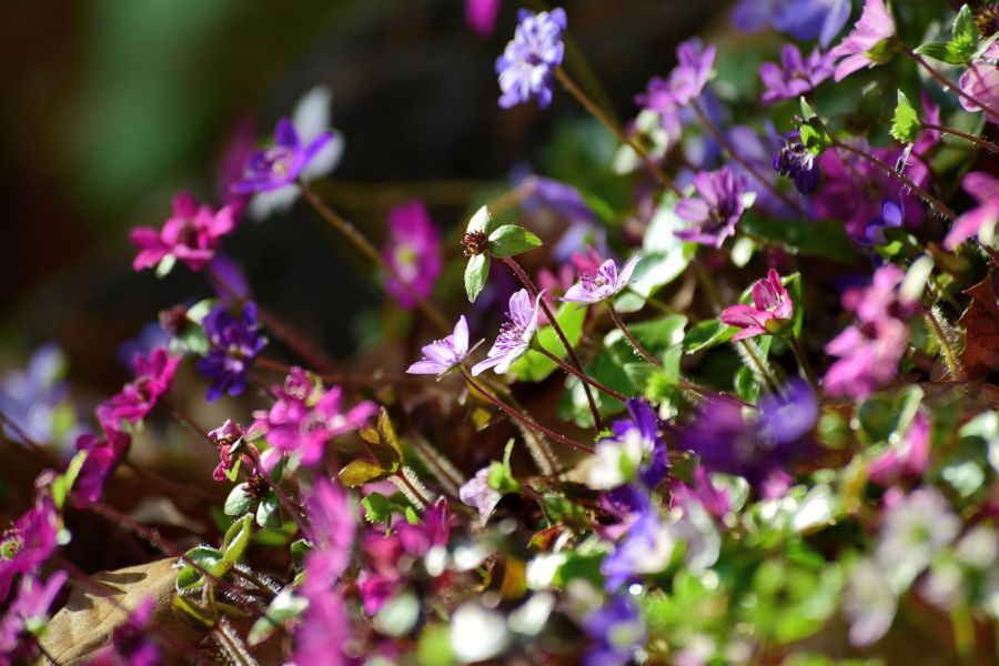 えちご雪割草街道スタンプラリー2026