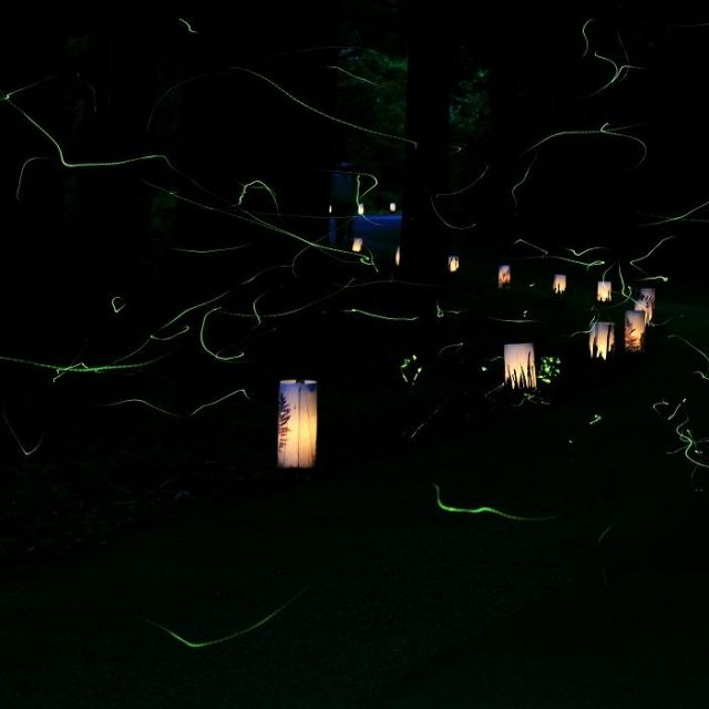 福井のホタル
