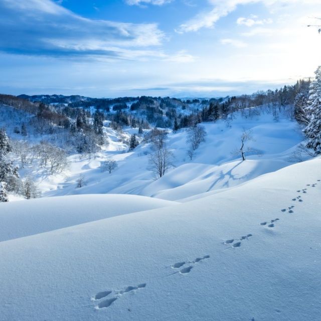 【1泊2日】雪国で“心とけあう”大人旅│松之山温泉とかんじき棚田さんぽで味わう、冬の里山時間