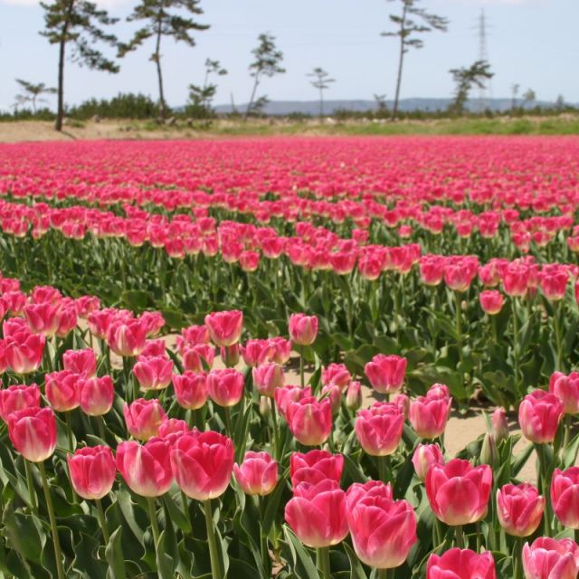 八幡【チューリップ】