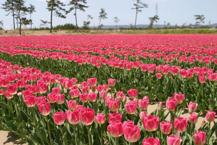 八幡【チューリップ】