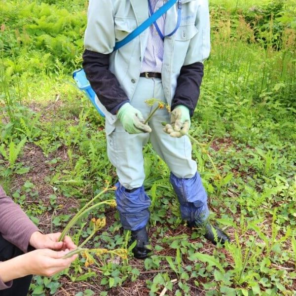 にいがた松之山山菜園