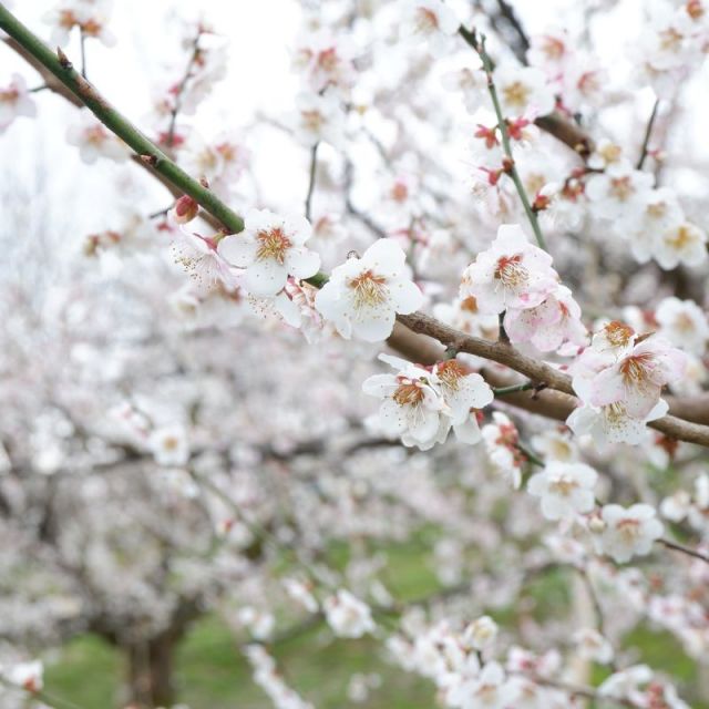 第27回田上うめまつり