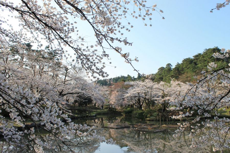 村松公園桜まつり 新潟のイベント 公式 新潟県のおすすめ観光 旅行情報 にいがた観光ナビ