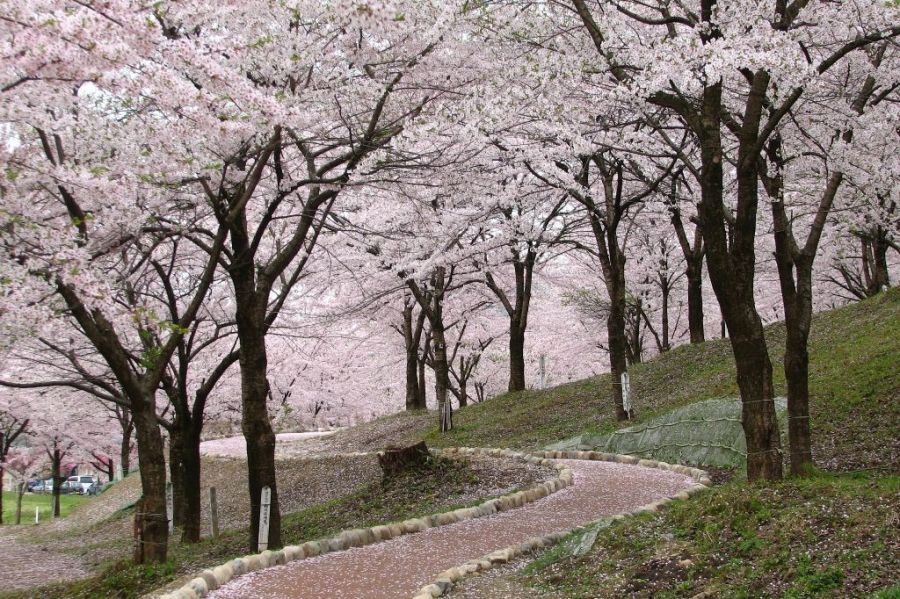 村松公園桜まつり 新潟のイベント 公式 新潟県のおすすめ観光 旅行情報 にいがた観光ナビ