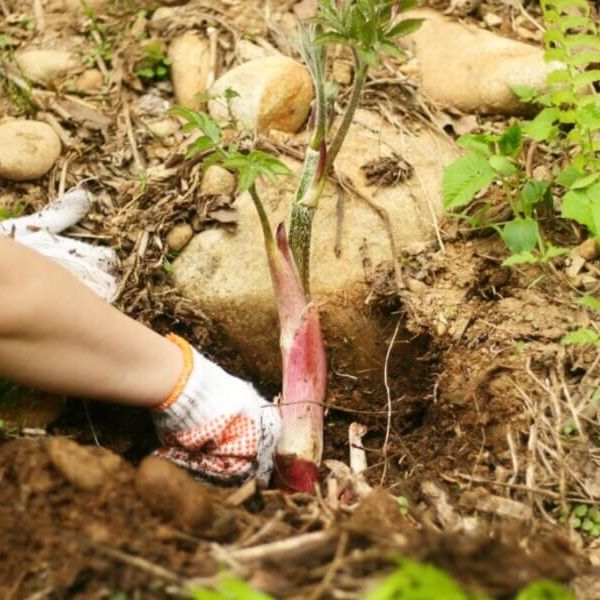 【山菜体験】春の息吹を感じる 山菜採りアドベンチャー（ランチ付き）
