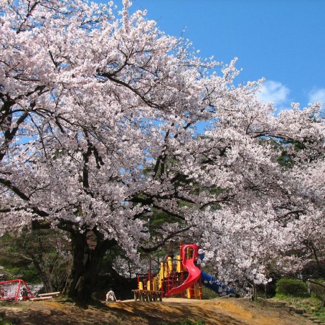村松公園桜まつり