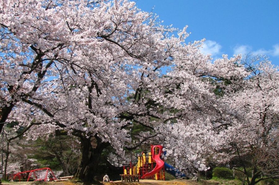 村松公園桜まつり