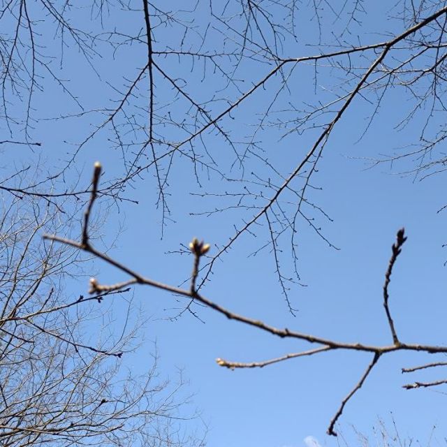 寺泊日本海夕日の森 桜並木
