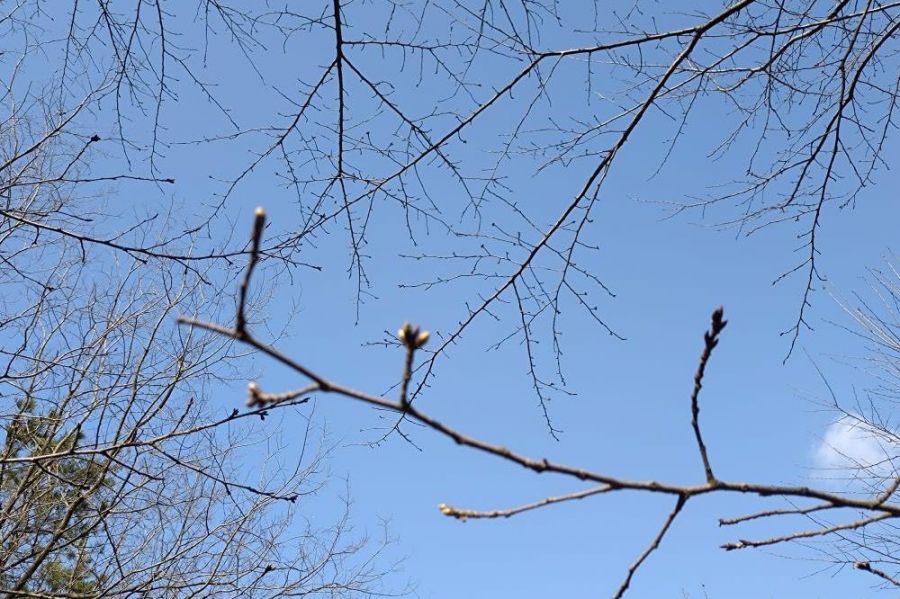 寺泊日本海夕日の森 桜並木