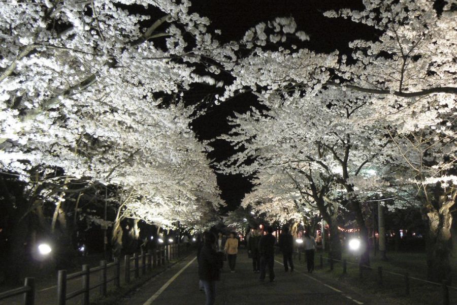 村松公園桜まつり 新潟のイベント 公式 新潟県のおすすめ観光 旅行情報 にいがた観光ナビ