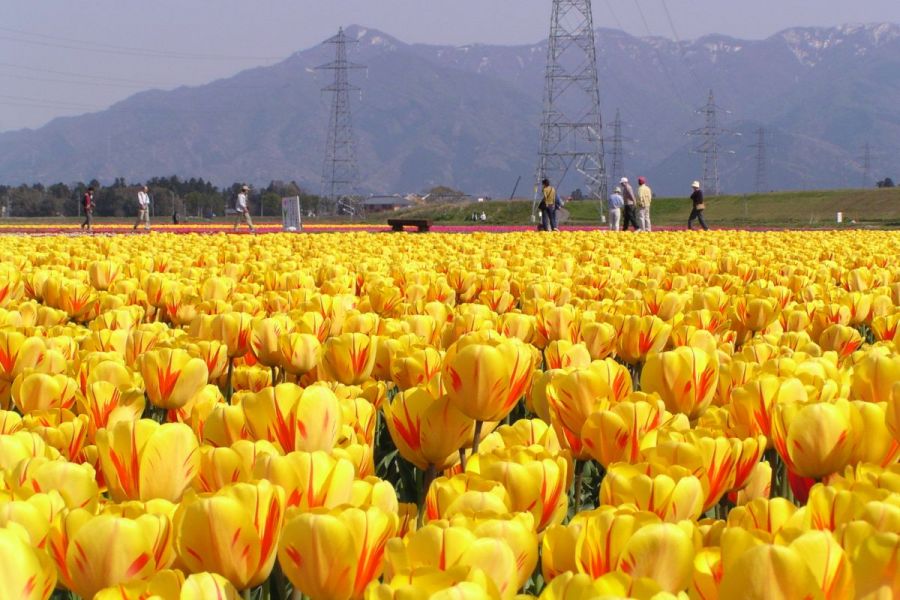 開催中止 五泉市チューリップまつり 新潟のイベント 公式 新潟県のおすすめ観光 旅行情報 にいがた観光ナビ