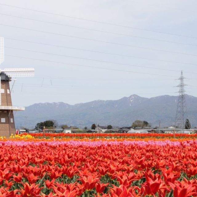五泉市チューリップまつり
