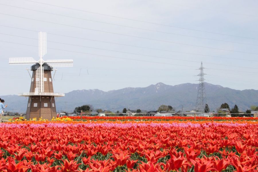 五泉市チューリップまつり 新潟のイベント 公式 新潟県のおすすめ観光 旅行情報 にいがた観光ナビ