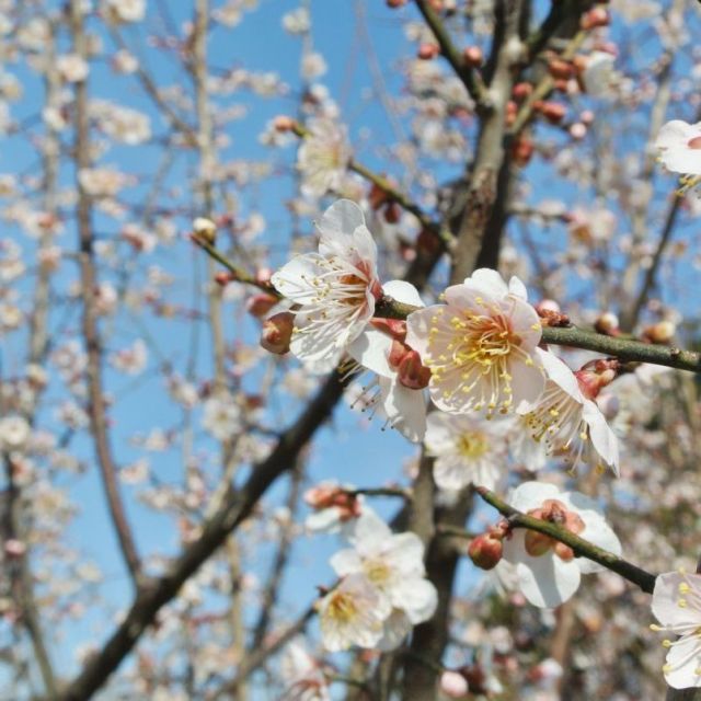 かめだ梅まつり