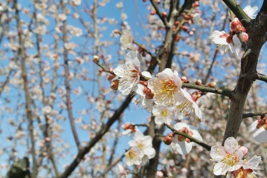 かめだ梅まつり